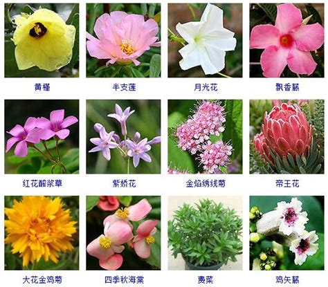 花的名字和圖片